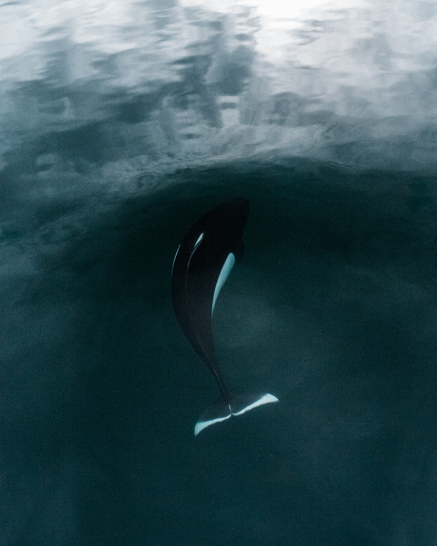 20170918_porpoise_dent_0014